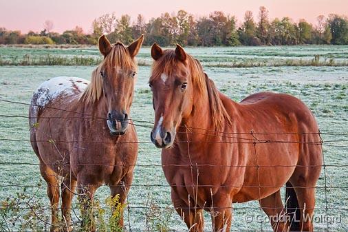 Two Friendly Horses_17236.jpg - Photographed at Kilmarnock, Ontario, Canada.